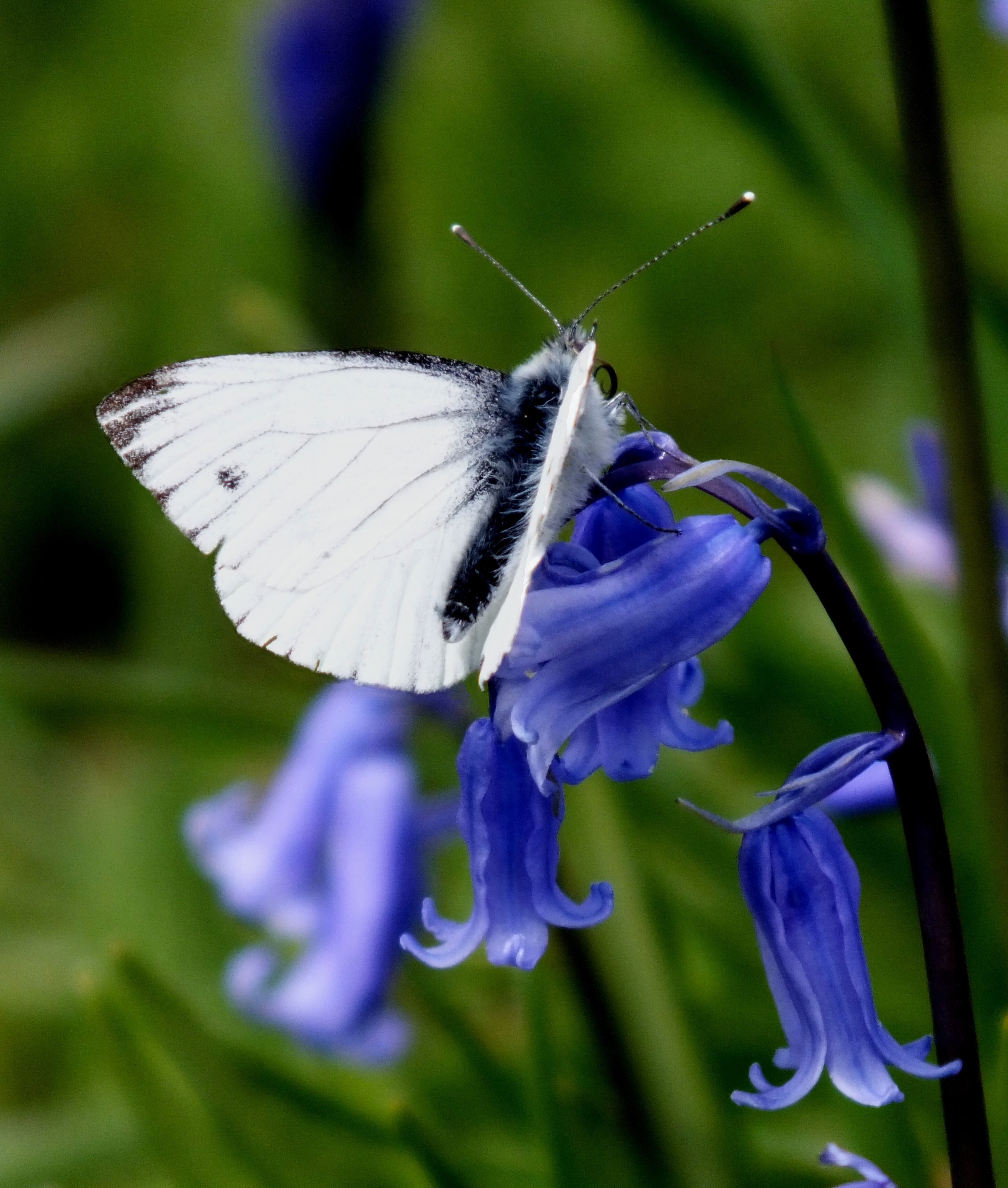 SMALL WHITE BUTTERFLY Bill Bagley Photography